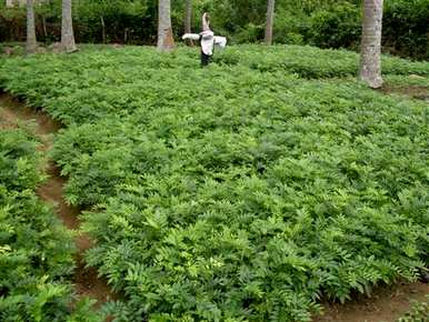 海南黄花梨树苗育苗，黄花梨种子如何育苗