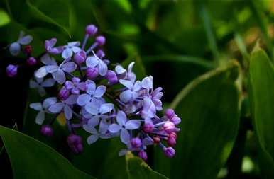 丁香花代表什么意思？它象征着什么？丁香花代表什么意思？