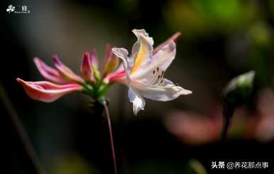 西方杜鹃花桃红花期有多长，西方杜鹃花期有多长