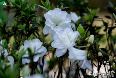 西方杜鹃花桃红花期有多长，西方杜鹃花期有多长