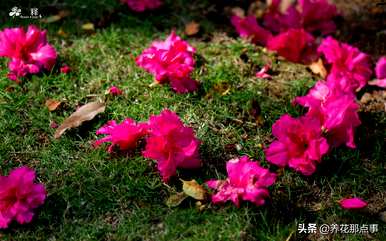 西方杜鹃花桃红花期有多长，西方杜鹃花期有多长