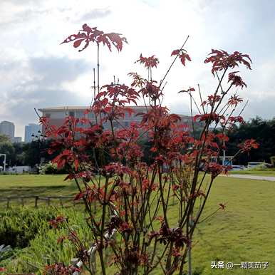 红枫叶的花语，红枫叶的花语是什么？