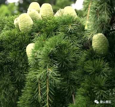 雪松树的价格和销售，雪松树的特点是什么