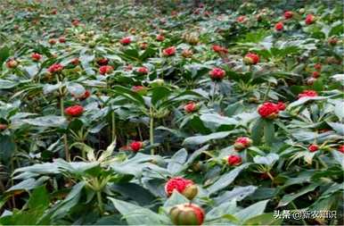 广西哪些地区可以种植重楼种植技术和管理方案