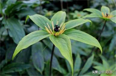 广西哪些地区可以种植重楼种植技术和管理方案