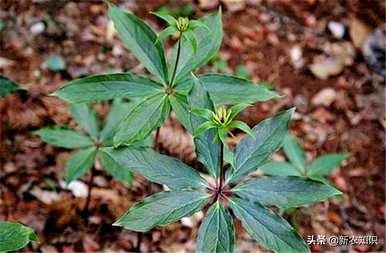 广西哪些地区可以种植重楼种植技术和管理方案