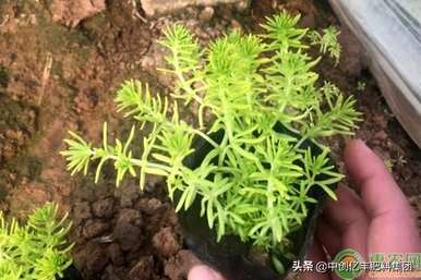 佛甲草种植技术与管理，屋顶种植佛甲草方法