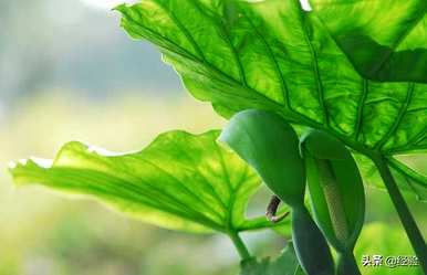 滴水观音什么时候开花，滴水观音开花会有毒吗？