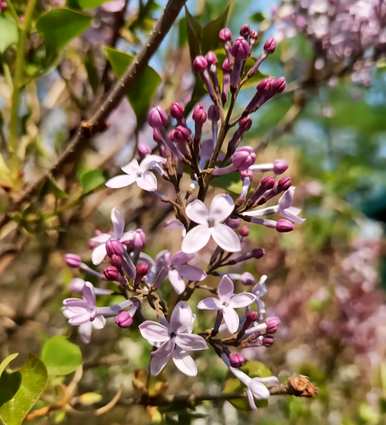 冬天开丁香花，什么时候开丁香花？