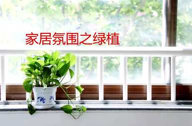 什么是适合家里养的绿色植物盆，适合家里养的绿色植物？