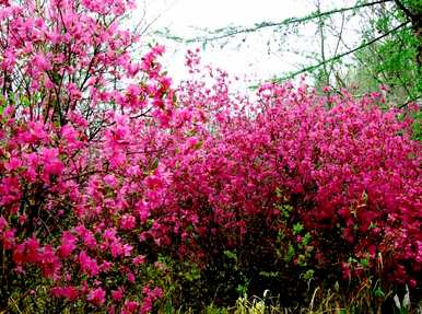 什么是杜鹃花语，什么是白色杜鹃花语