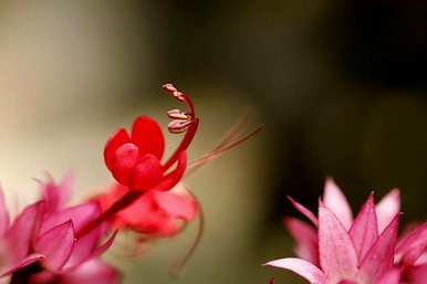 龙吐珠花怎么养，龙吐珠花黄叶怎么了？