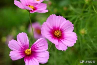 波斯菊花代表什么意思？波斯菊花一年开几次花