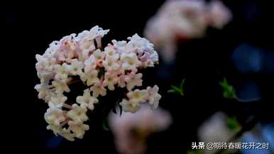 粉色丁香花语，丁香花语是什么？