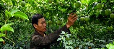 如何种植百香果，如何在家里种植百香果