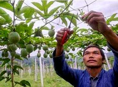 如何种植百香果，如何在家里种植百香果