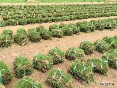 钥曞湴绉嶆如何种植钻石、草皮？