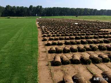 钥曞湴绉嶆如何种植钻石、草皮？