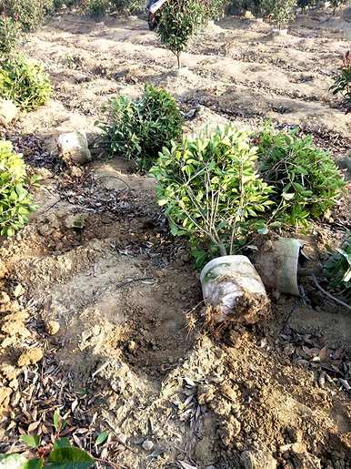 如何种植红叶石楠，种植红叶石楠基地