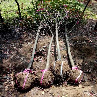 如何种植红叶石楠，种植红叶石楠基地