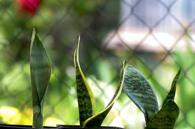 室外盆景植物有哪些？最好种植室外盆景的花