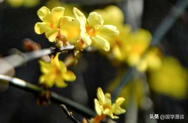 春天开什么花？春天开什么花？