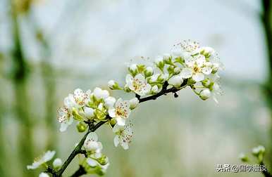 春天开什么花？春天开什么花？