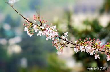 春天开什么花？春天开什么花？