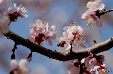 春天开什么花？春天开什么花？