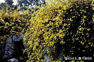 迎春花有花语吗？什么是迎春花语？