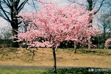 樱花播种生长过程，樱花种子什么时候播种