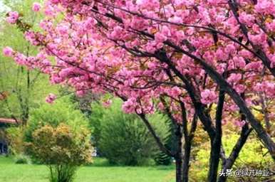 樱花播种生长过程，樱花种子什么时候播种