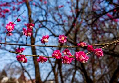 梅花的寓意和象征意义，背景墙梅花的寓意是什么？