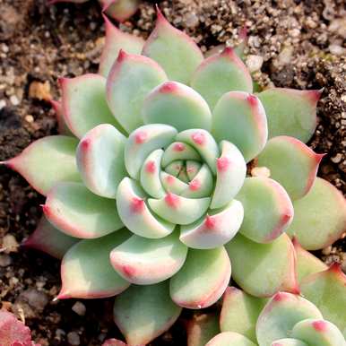 多肉植物种植设备，如何种植多肉植物