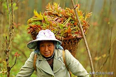 香椿苗怎么种，香椿苗怎么种在家？