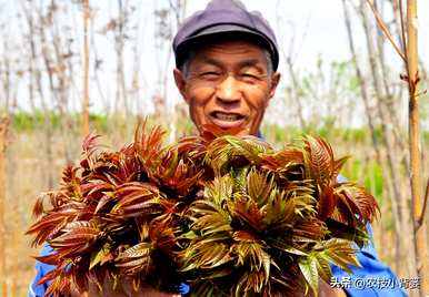 香椿苗怎么种，香椿苗怎么种在家？