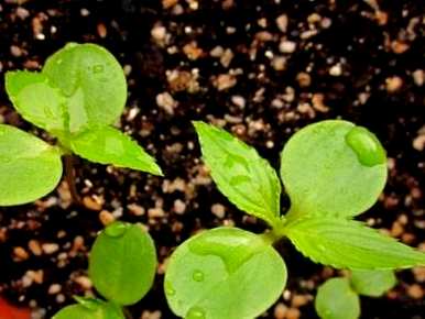 如何种植凤仙花种子，四年级下册凤仙花种子种植方法