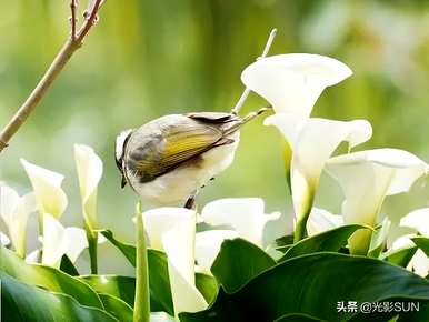 什么是海芋花语？海芋花语是希望