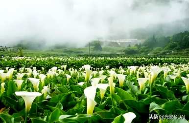 什么是海芋花语？海芋花语是希望