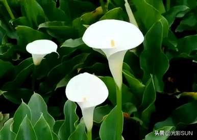 什么是海芋花语？海芋花语是希望