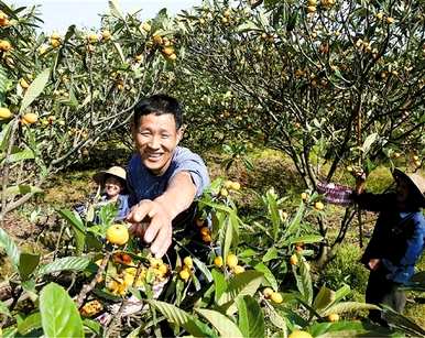 如何种植山东枇杷树？