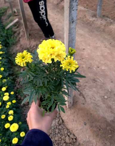 现在季节开什么花，月份开什么花？