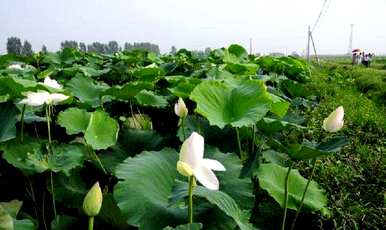 莲藕种植技术、莲藕种植技术