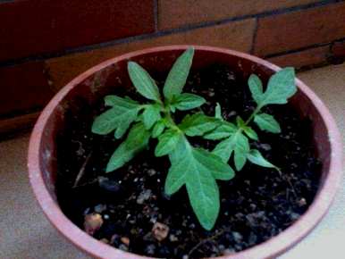 如何在阳台上种植小番茄开花后授粉，如何在阳台上种植小番茄