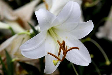 什么季节种猴面花好？如何培育猴面花？