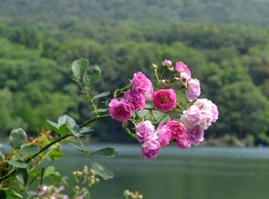 岩玫瑰日本花语，玫瑰花语是什么？