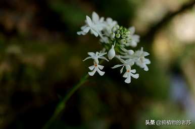 马来西亚野生兰花品种有哪些？野生兰花有哪些品种？