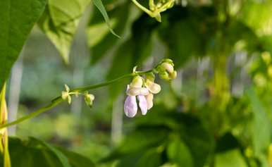 芸豆几个月播种最好，芸豆播种深度和距离