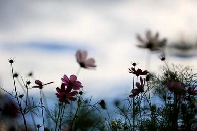 格桑花什么时候种最好？格桑花苗移盆要种多深？