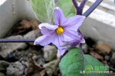 迷迭香花期在几月，迷迭香花期在几月